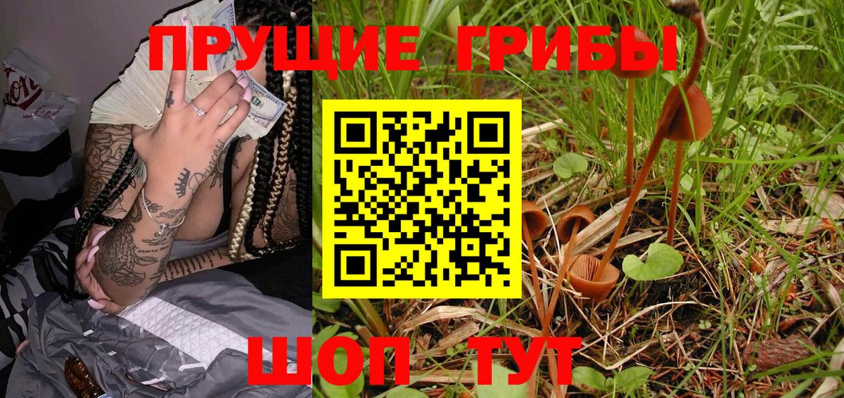 Галлюциногенные грибы Psilocybe  Галлюциногенные грибы прущие грибы  Павлово 